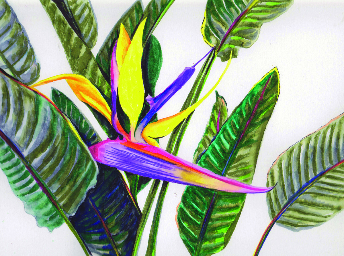BirdsOfParadise