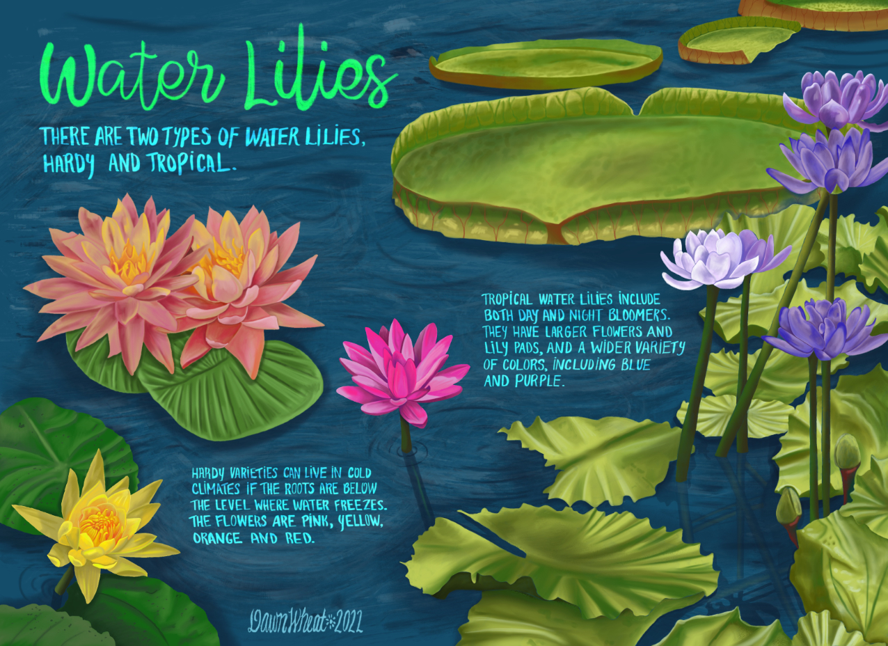 Dawn_Wheat_BC22AUGUST