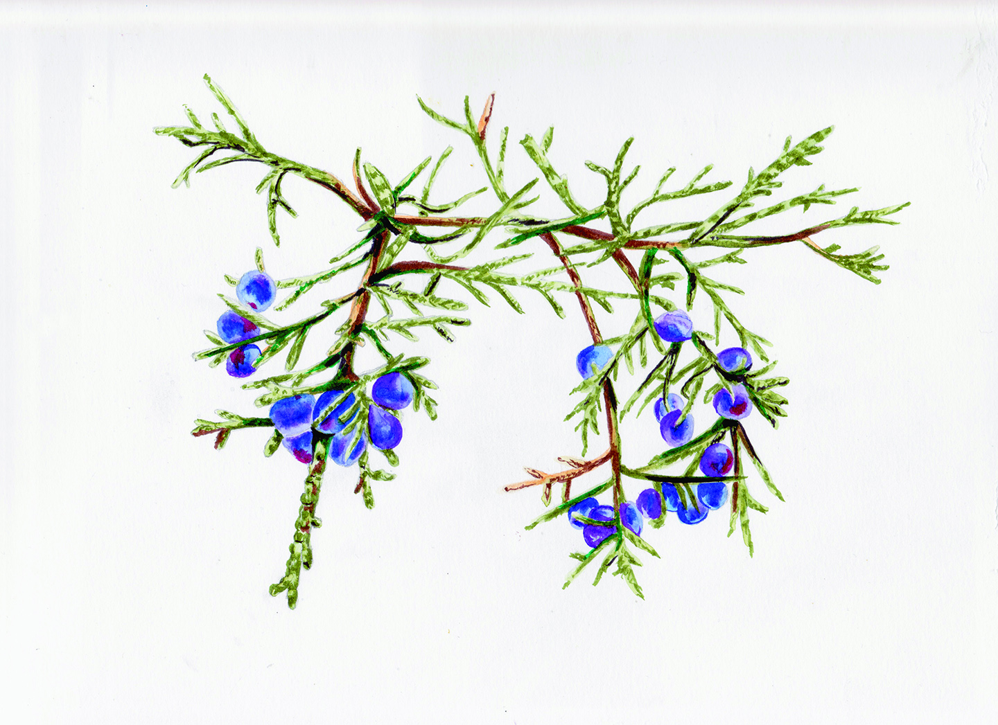 Juniper