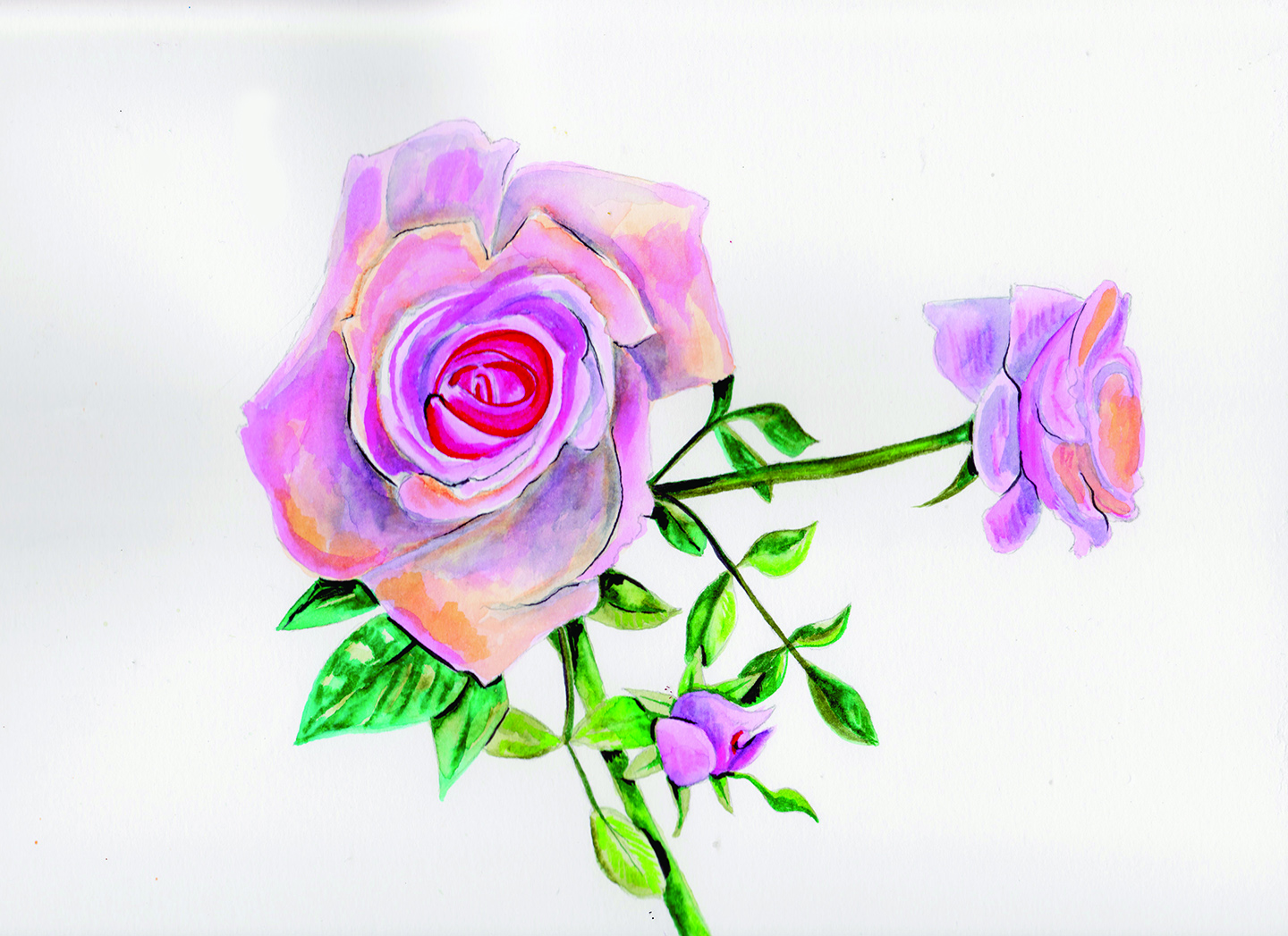 Rose